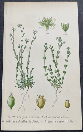 Botanique sabline feuilles - sabline,