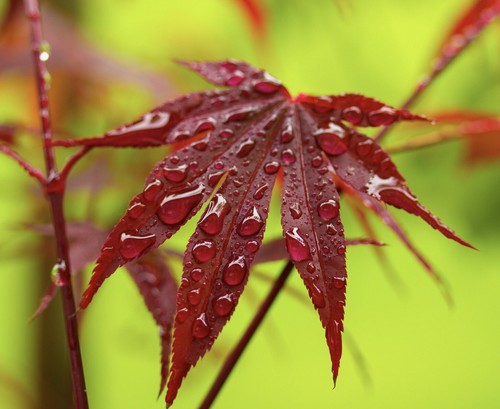 Acer palmatum fire - cv, glow'