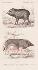 Sanglier Pecari Pig Tajacu Pekari En Gravure Acier Orbigny 1861