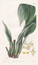 Maxillaria pallidiflora fleur - maxillaria,
