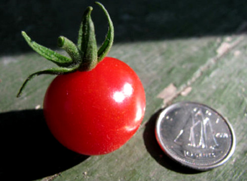 Graines tomate porte greffe - graines, porte-greffe