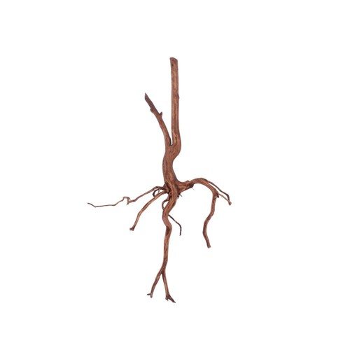 Aquarium racine spider red - aquarium,