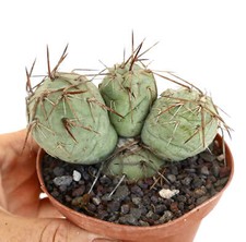 Tephrocactus geometricus BROWN