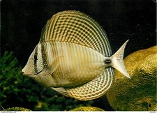 Animaux - Poissons - Aquarium Océanographique et Tropical de Vannes - Chirurgien