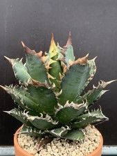 AGAVE TITANOTA RED CAT WEAZLES POT 15CM D17CM H16CM