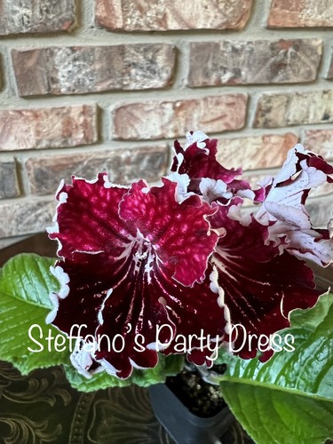 Buyer choice streptocarpus - buyer’s,