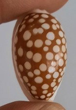 curiosité ,Coquillage 