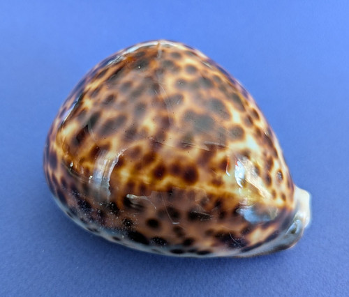 Cypraea tigris 103 - ,4, mm