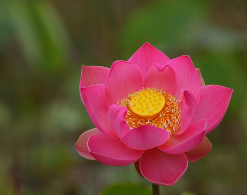 Nelumbo nucifera lotus - nelumbo, rouge