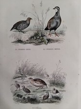 OISEAUX PERDRIX GRISE ROUGE