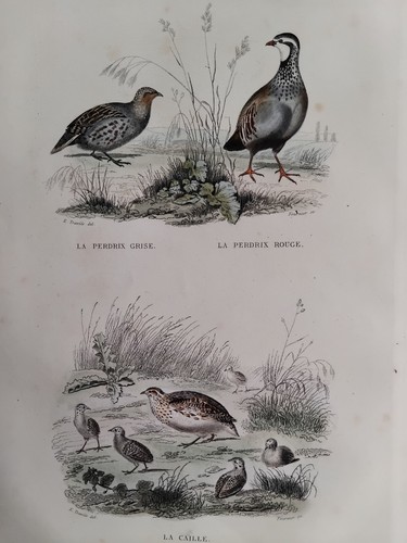 Oiseaux perdrix grise rouge - perdrix,