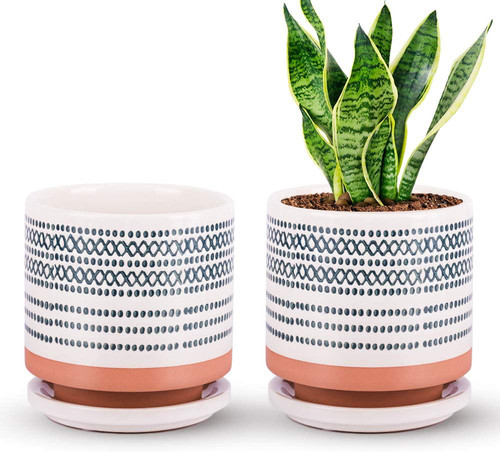 Succulent pots small - succulent, flower