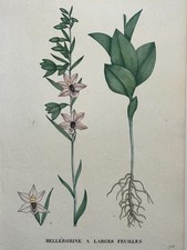 HELLEBORINE LARGES FEUILLES