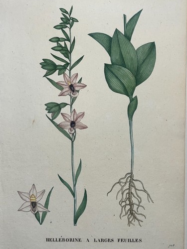 Helleborine larges feuilles - helleborine,