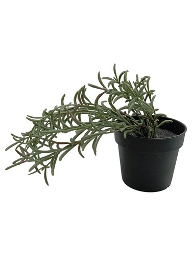Ikea fejka plante - ikea, artificielle