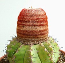 Melocactus concinnus SEEDS -