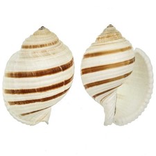 Coquillage tonna sulcosa - Taille 7 à 9 cm