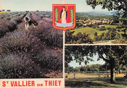 Vallier thiey lavande - st,