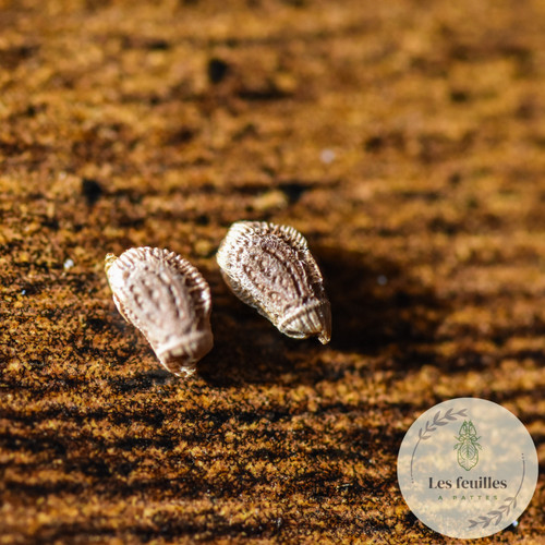 Phasme phyllium gardabagusi - phyllium,