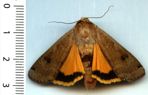 Noctudae noctua pronuba - pronuba,