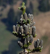 Abies lasiocarpa | Subalpine