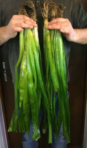 Grande vallisneria gigantea - grande,