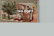 Chromo GUERIN-BOUTRON - Arbres : CAMPHRIER