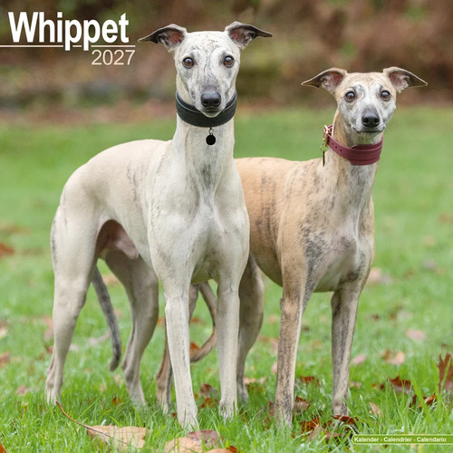 Calendrier 2027 whippet - 2027,