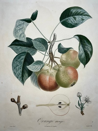 Orange rouge pomologie - orange,