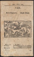 1777 gravure originale Oiseaux rapaces aigle Ornithologie