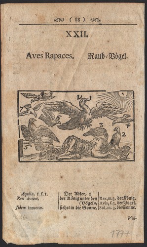 1777 gravure originale oiseaux - gravure,