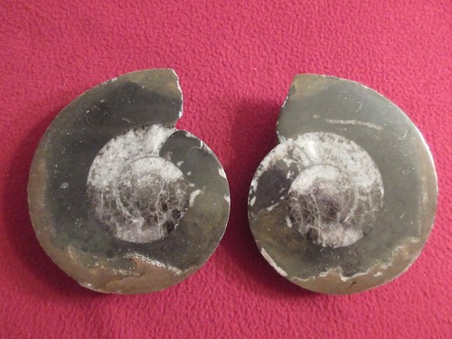 Set natural ammonite - of,