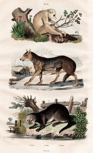 Loutre loutres loris - loutres, loup