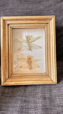 TAXIDERMIE ENTOMOLOGIE couple