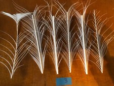 PLUMES DE PAON BLANC BARBILLON . LEURRE / MOUCHE Lot 3