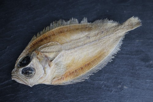 Platichthys flesus poisson - platichthys, –