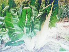 150 Graines de Poirėe / Blettes / Cotes de Bette Blanche