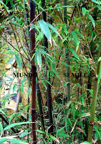 Black bamboo phyllostachys - black,