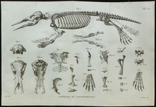 1836 - Squelette et os de