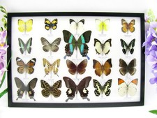 20 vrais papillons préparés comme murale - vitrine - taxidermie - A-20-blumei-02