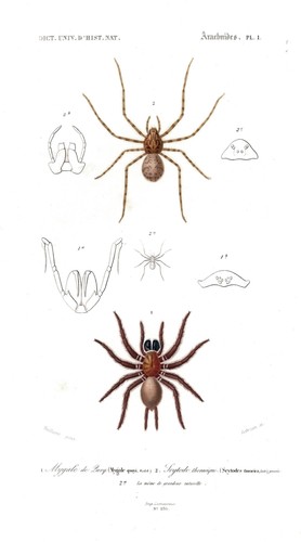 Mygale quoyi araignée - mygale, insecte