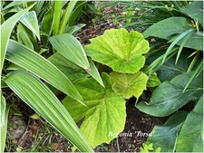 Begonia Torsa - 1 plant