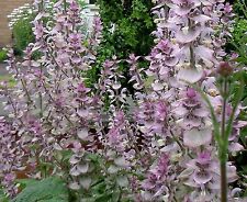 Sauge sclarée - Salvia sclarea - 10+ graines - ODORANTE et BELLE ! F 027