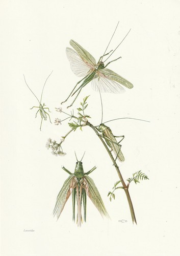 Planche histoire naturelle - planche,