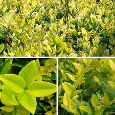 Ligustrum japonicum 'Howardii'