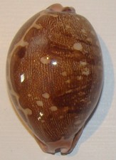 Leporycypraea mappa good size