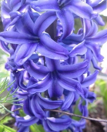 Jacinthe orientale delft - jacinthe,