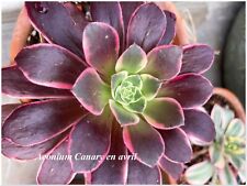 Aeonium Canary - 1 plant