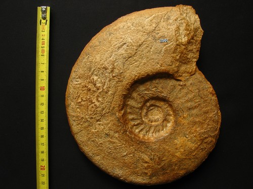 Ammonite aalénien - ammonite, l'aalénien