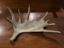 Rare Bois d'Élan du Maine